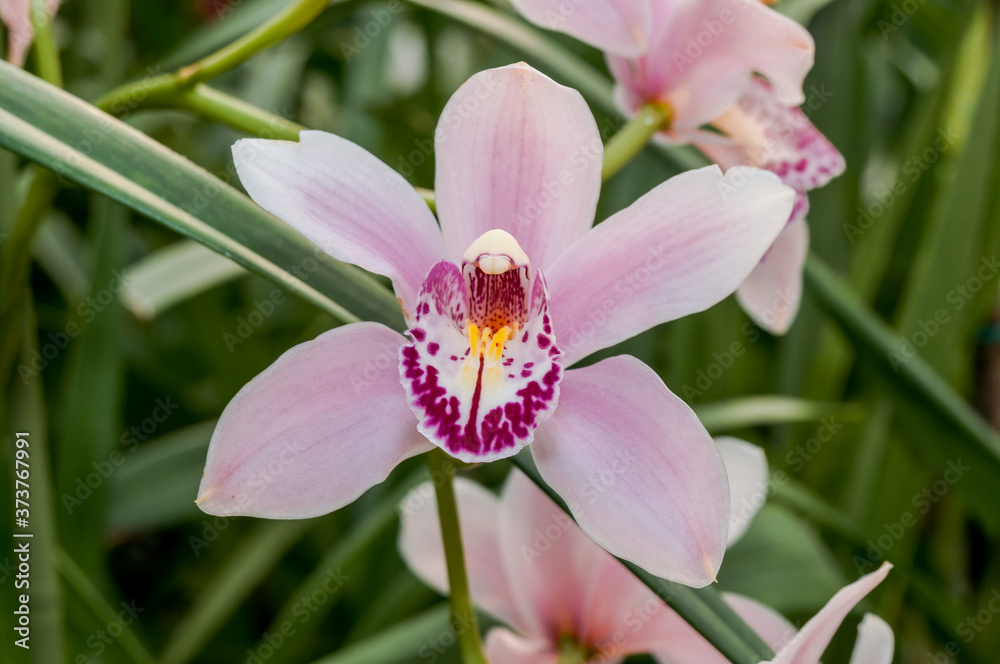 Boat Orchid (Cymbidium cv) in greenhouse