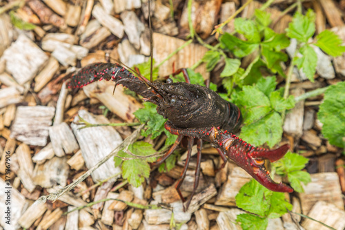 Close up of American Red Crayfish or Louisiana crawfish  Procambarus clarkii  standing on tail in threatening posture with claws outstretched to avert threat