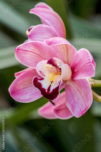 Boat Orchid  Cymbidium cv  in greenhouse