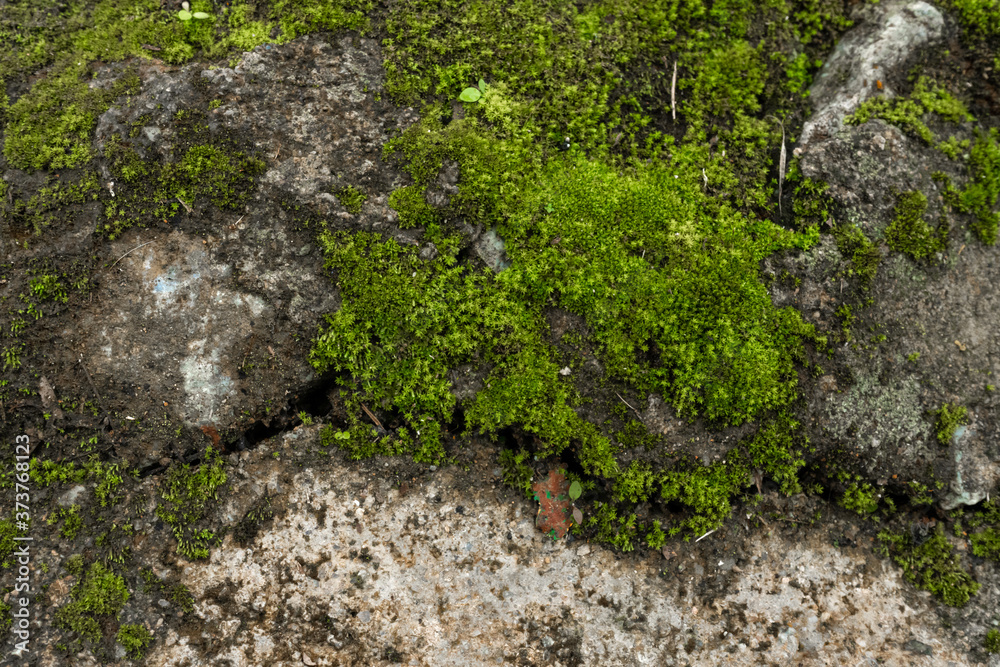 Green moss in the forest. Jungle stones, greenery. Pure nature Green moss in the forest. Jungle stones, greenery. Pure nature