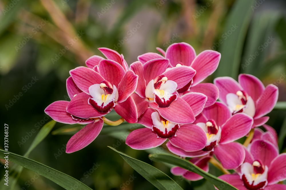 Obraz premium Boat Orchid (Cymbidium cv) in greenhouse