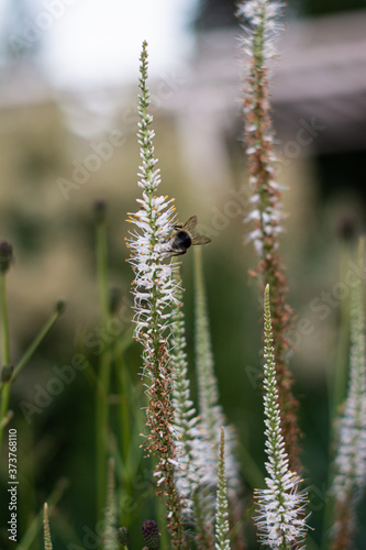 closeup bee sittig on flower © диляра нуриева