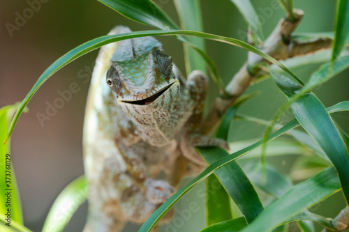 Africa, Madagascar, Lake Ampitabe, Akanin'ny nofy Reserve. A chameleon maneuvering along the trunk of a small bush opening its mouth. photo