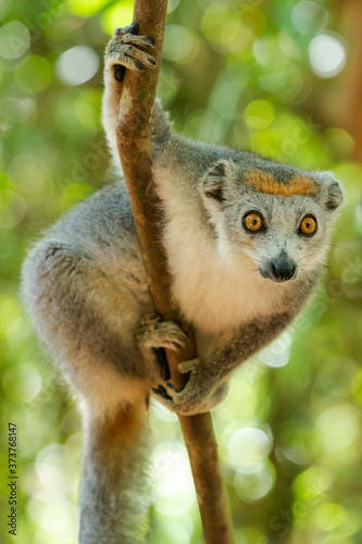 Africa, Madagascar, Lake Ampitabe, Akanin'ny nofy Reserve. Female crowned lemur has a gray head and body with a rufous crown. photo