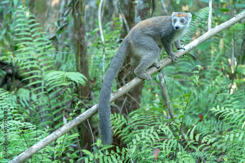 Africa, Madagascar, Lake Ampitabe, Akanin'ny nofy Reserve. Female crowned lemur has a gray head and body with a rufous crown. photo
