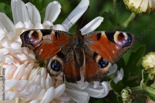 Pfauenauge Schmetterling im Garten
