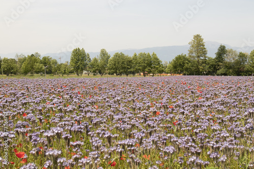 Wallpaper Mural Lavanda natura e paesaggio Torontodigital.ca
