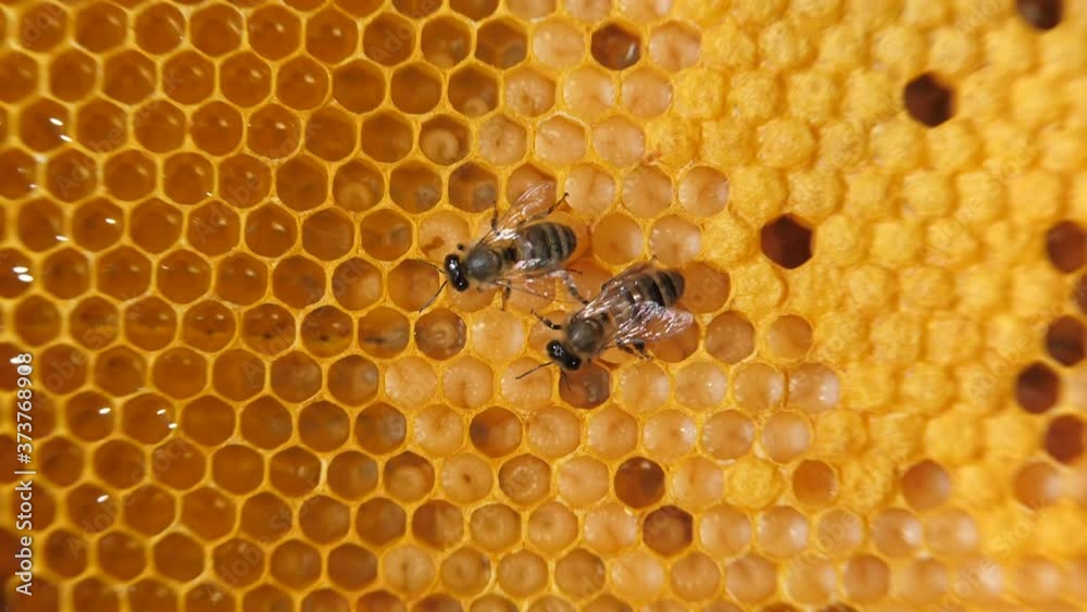 Swarm of bees working on a honeycomb carries honey and nectar. Close communication of bees, bee conversation. Swarm of bees working on a honeycomb carries honey and nectar. Close communication of bees, bee conversation.