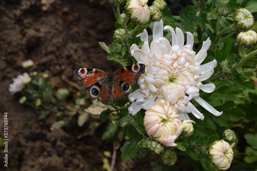 Pfauenauge Schmetterling im Garten, Tagfalter, Falter