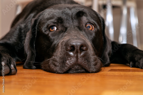 Young black labrador retriever resting on the wooden floor (Front facing portrait)