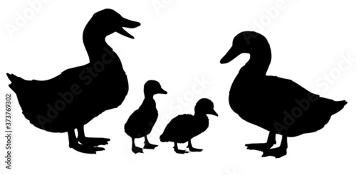 Black and white silhouettes of a duck family with duck, drake and ducklings. Vector illustration. 