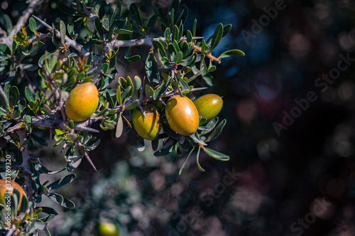 close-up of the fruit of the argan tree, its oil used in cosmetics, pharmacy and medicine
