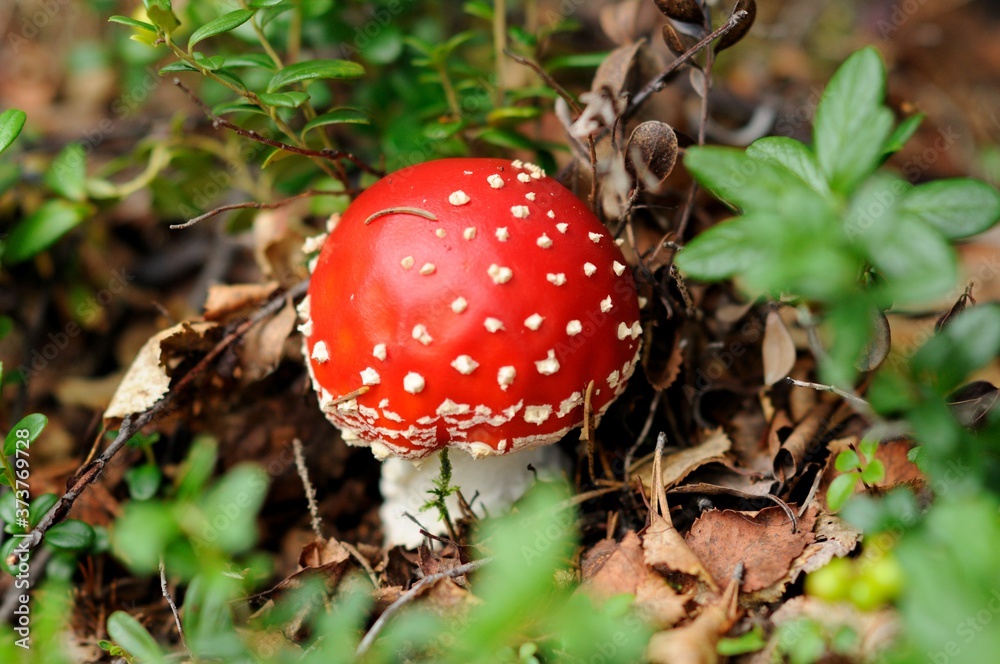 amanita muscaria fly agaric mushroom amanita muscaria fly agaric mushroom