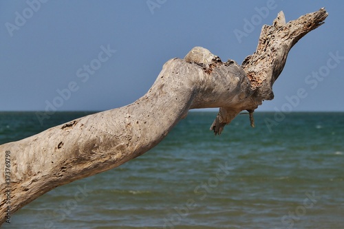 Lonely driftwood branch