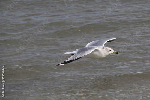 Seagull