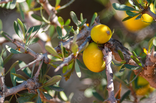 close-up of the fruit of the argan tree, its oil used in cosmetics, pharmacy and medicine