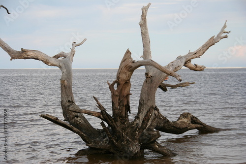 Beach tree branches