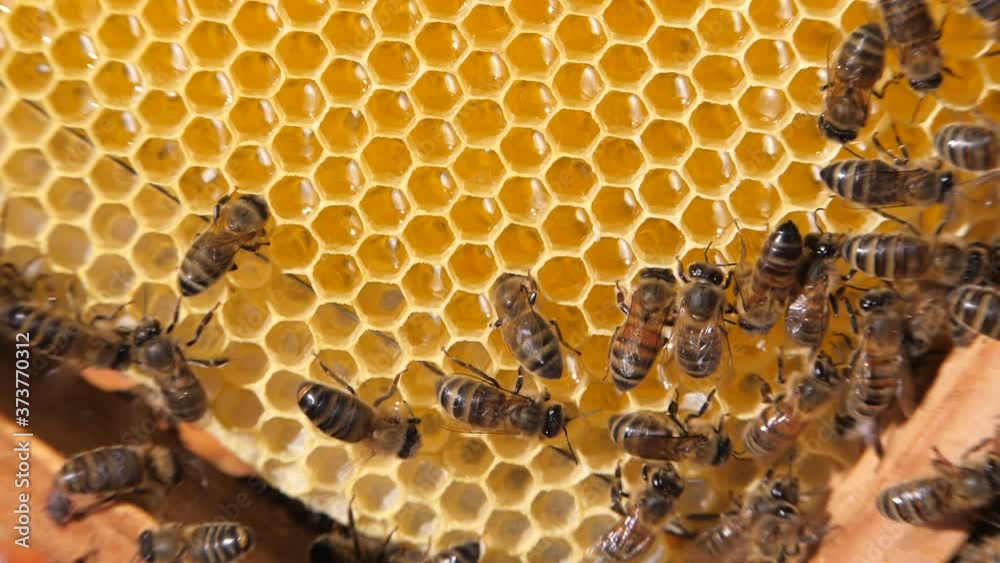 Removal of honey from the honeycomb. Honey extractor is spinning with frames with honeycombs, honey pumping. Getting honey from honeycomb. Removal of honey from the honeycomb. Honey extractor is spinning with frames with honeycombs, honey pumping. Getting honey from honeycomb.