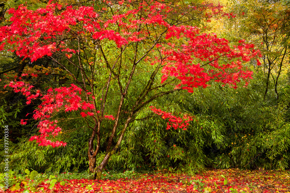 Beautiful, red Japanese maple in autumn
