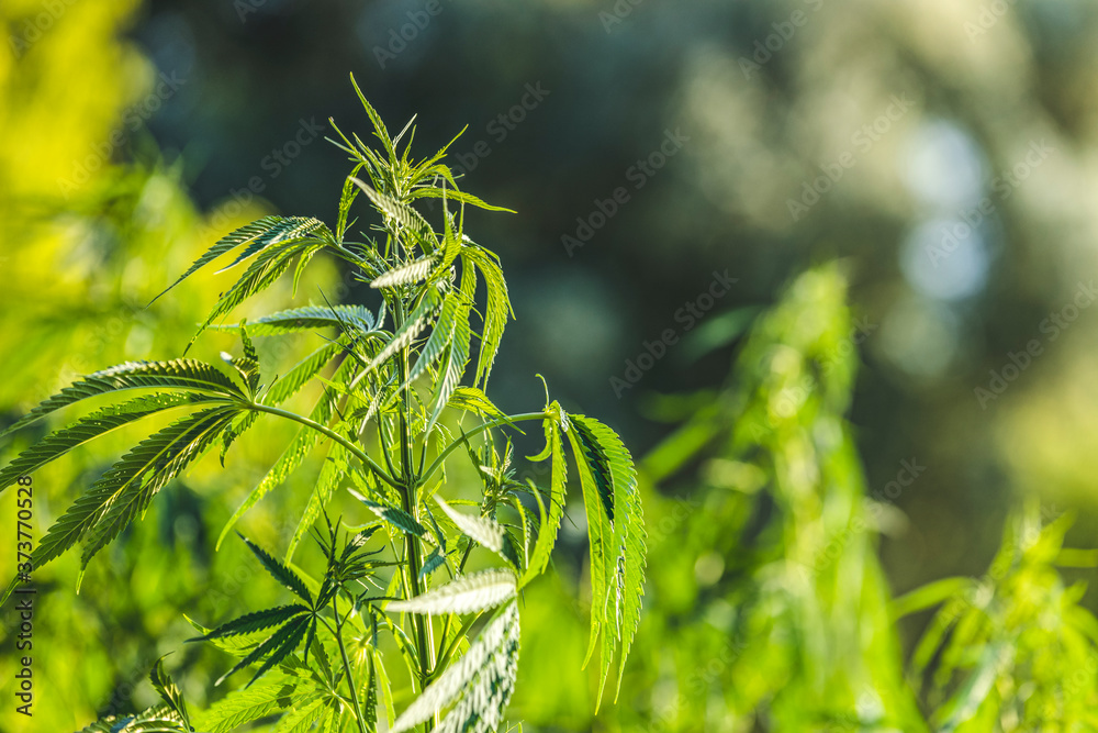 Cannabis plant in golden summer light, marijuana background with lens flare. Beautiful background of green cannabis flowers a place for copy space light toning. Cannabis plant in golden summer light, marijuana background with lens flare. Beautiful background of green cannabis flowers a place for copy space light toning.
