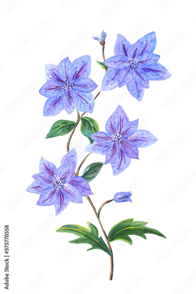 Blue clematis with buds and leaves isolated on a white background. Blue clematis with buds and leaves isolated on a white background.