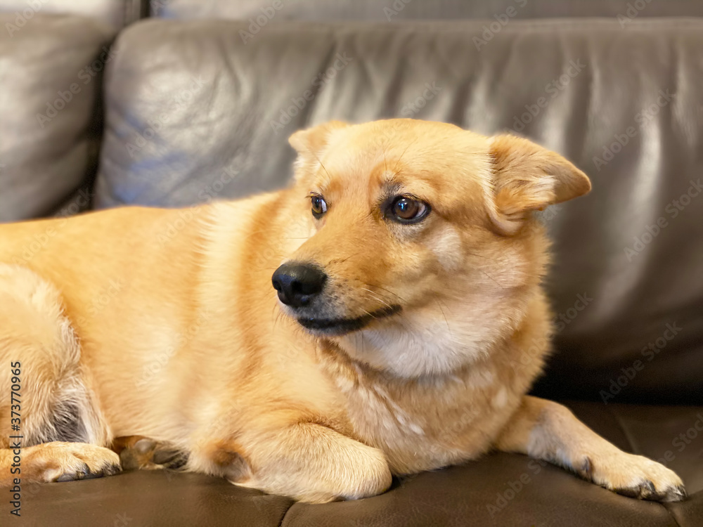 Portrait of  dog on the sofa