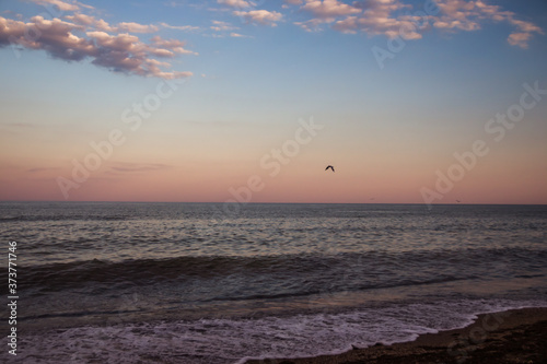 Sunset seagull silhouette on sunset water sky horizon landscape. Sunset seagull silhouette water scene. Sunset seagull in sky view
