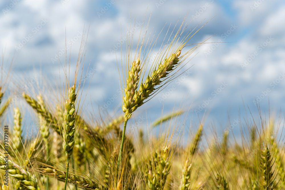 Obraz premium A ripening field of wheat on a sunny summer day.