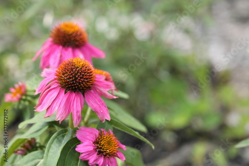 pink coneflowers