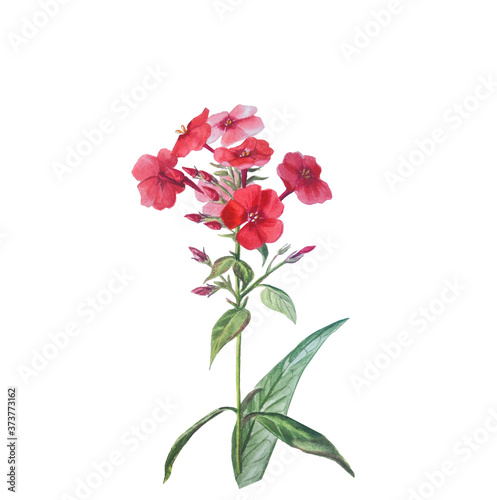 Set of Red phloxes with buds and leaves isolated on a white background.