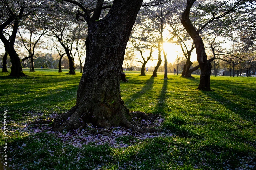 sunset in the park with cherry blossoms