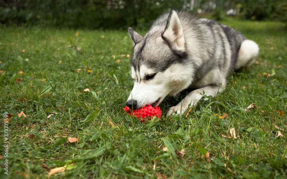 Portrait of a young Siberian husky with a red ball in his mouth. They lie on the green grass in a dog-friendly park.