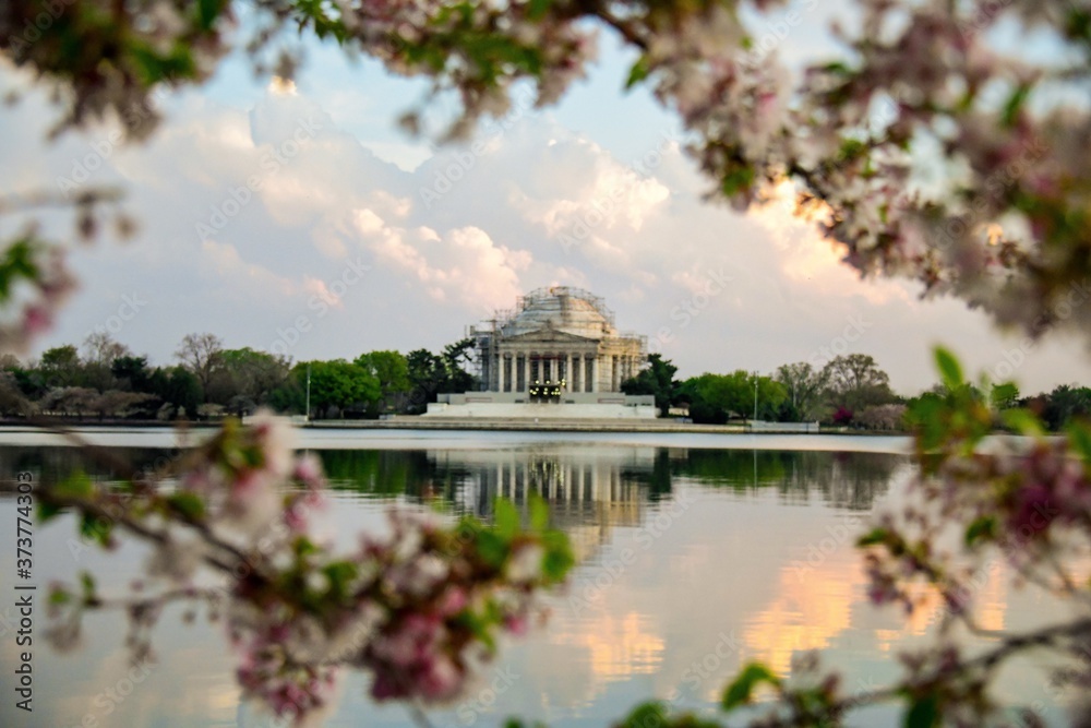 Jefferson Memorial in Washington D.C. with cherry blossoms at sunset Jefferson Memorial in Washington D.C. with cherry blossoms at sunset