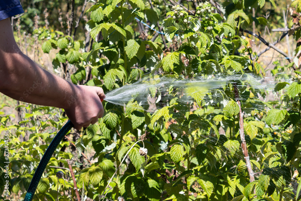 A man's hand holds a hose and directs a stream of water to the raspberry bushes.