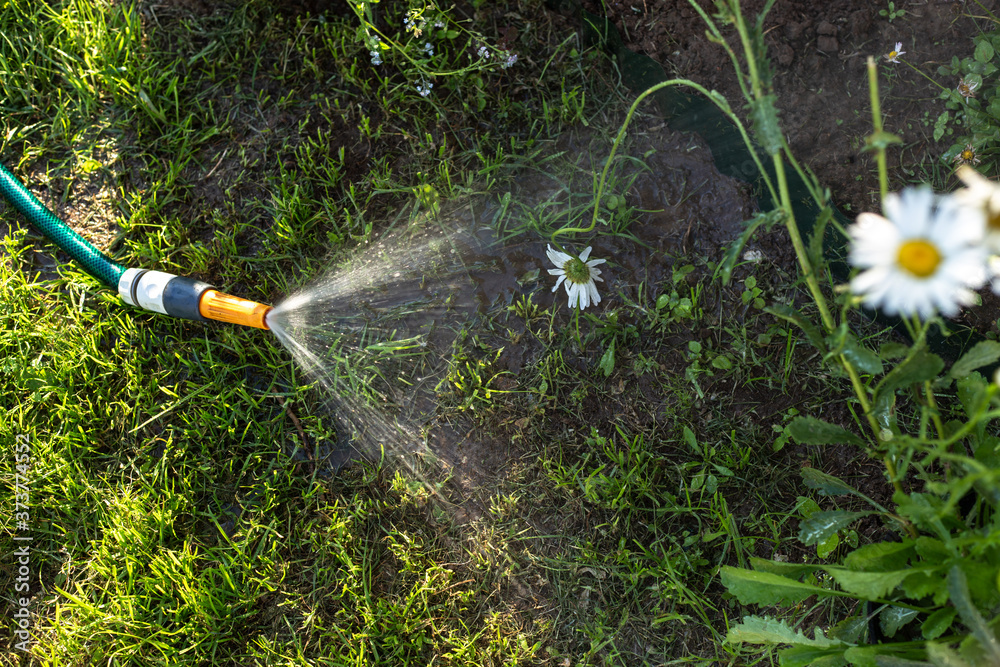 Naklejka premium Watering flowers with a hose