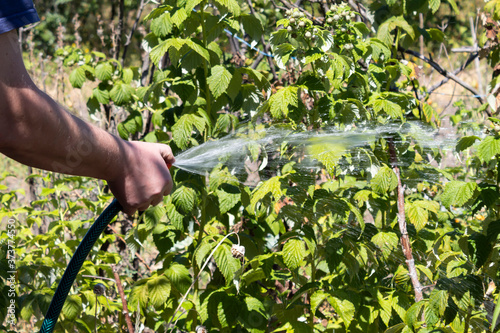 A man's hand holds a hose and directs a stream of water to the raspberry bushes.