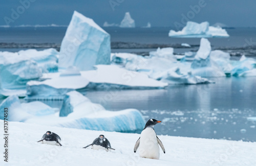 Gentoo penguin, Pygoscelis papua, iceberg. Antarctica, Antarctic Peninsula, Pleneau Bay, Booth Island. photo