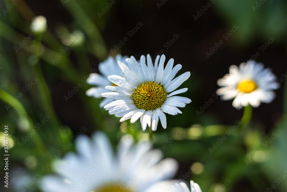 Fototapeta premium White daisies in the wild