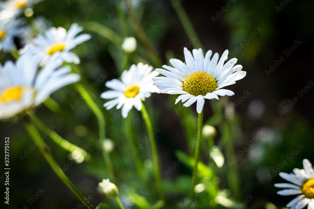 White daisies in the wild