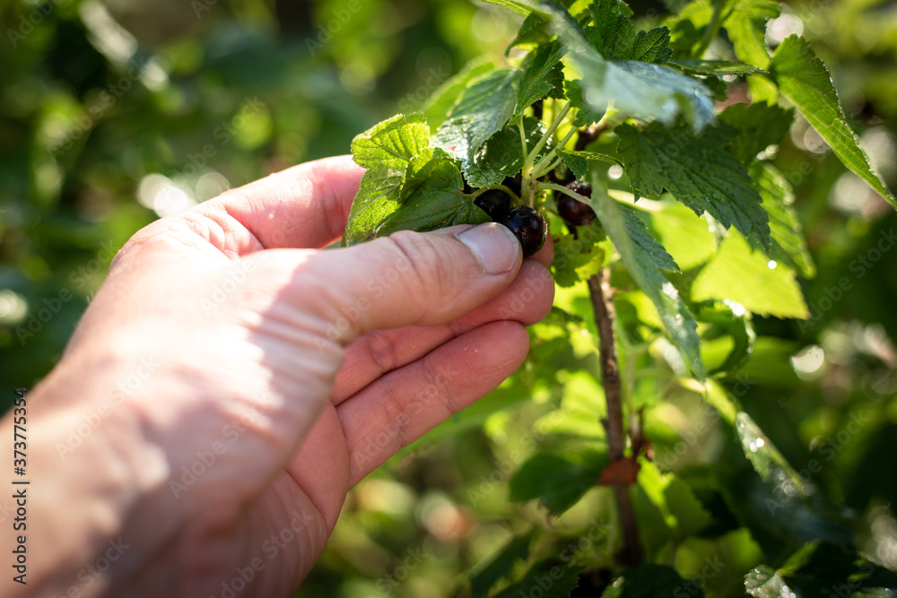 Picking black currants by hand Picking black currants by hand