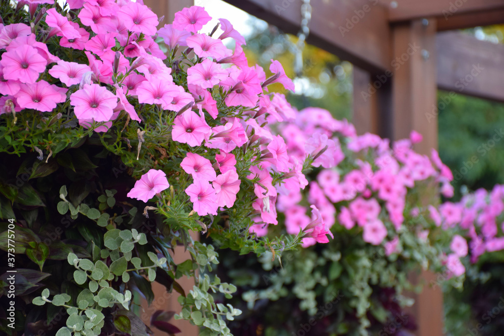 Baskets of pink surfinia vein and petunia flowers in bloom with green leaves hanging on wooden beams with chains in summer city park.