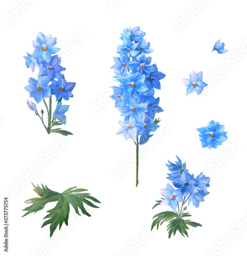 Stampa su tela Set of Blue larkspur with buds and leaves isolated on a white background