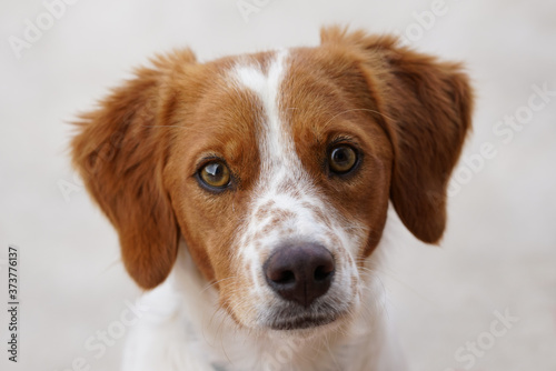 Foto SPANIEL BRETON CLOSE-UP. WHITE AND BROWN.