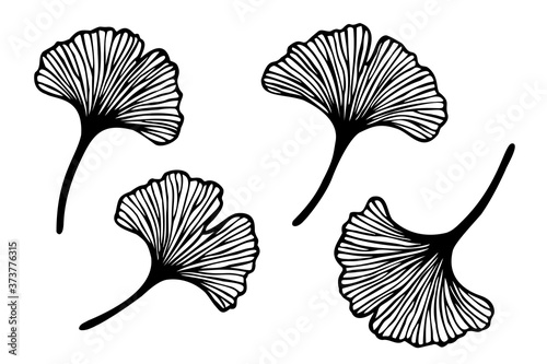 Vector set of hand drawn ginkgo biloba leaves. Black contour isolated on white background