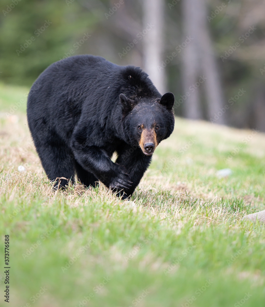 Fototapeta premium Black bear in the wild