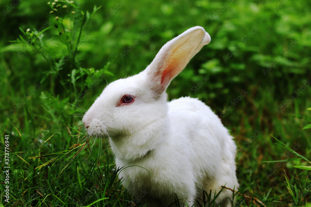 Rabbit eating grass with beautiful background Rabbit eating grass with beautiful background