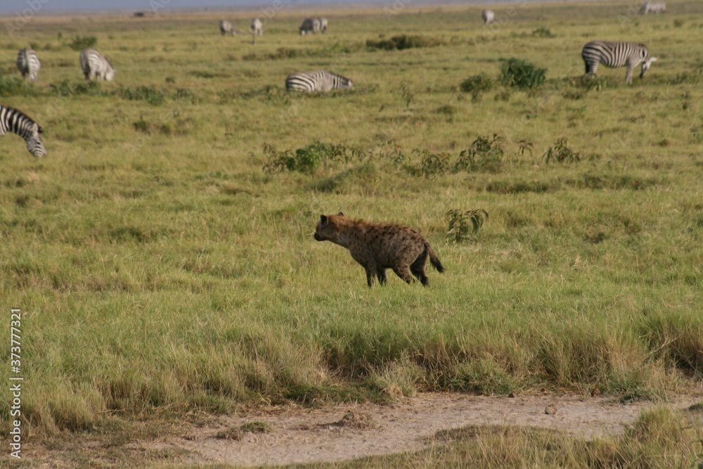 hyena looking for something to eat