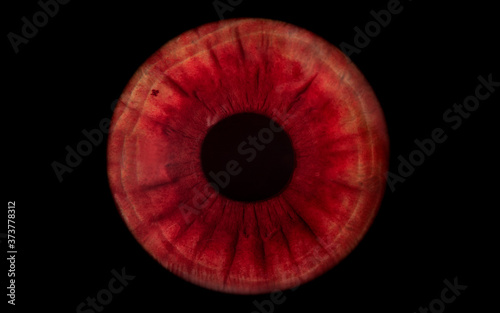 red human iris