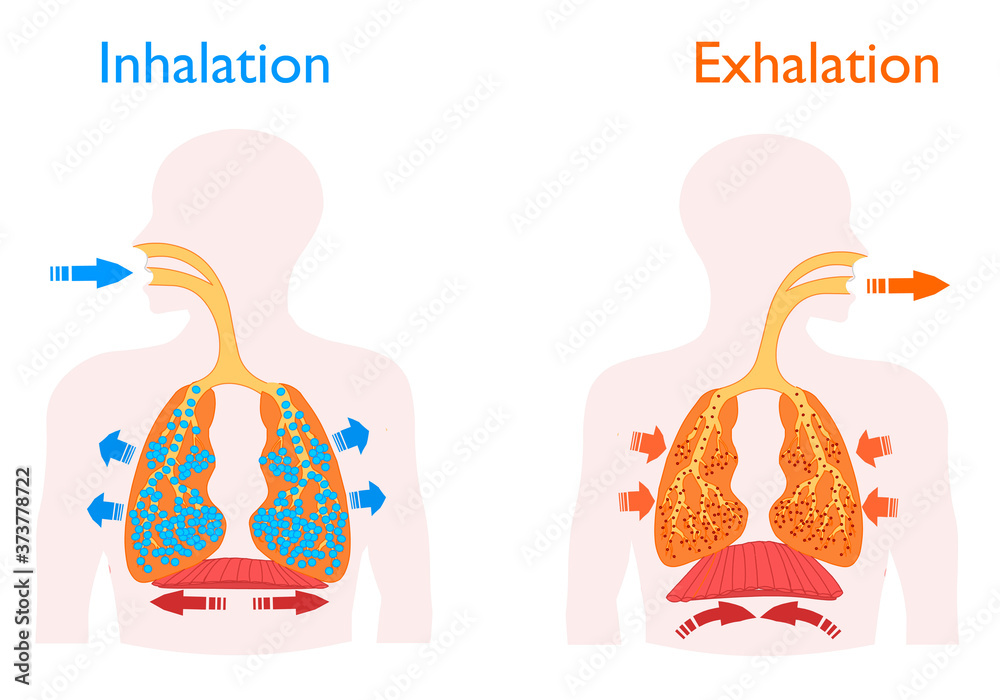 Inhalation exhalation. Human Breathing. The motion of the lung and  diaphragm in inspiration, expiration. Blue arrow oxygen inlet, red carbon  dioxide outlet. Pulmonary anatomy. Vector illustration Stock Vector