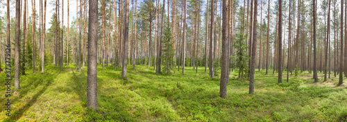 stripe with blueberry green bushes in pine trees forest © Alexander Potapov